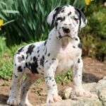 Great-Dane-Category