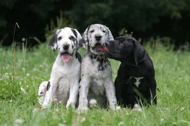 great-dane-puppies-pictures-fjgnorqwwhz7xlvg