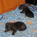 great-dane-puppies-watch-em-grow